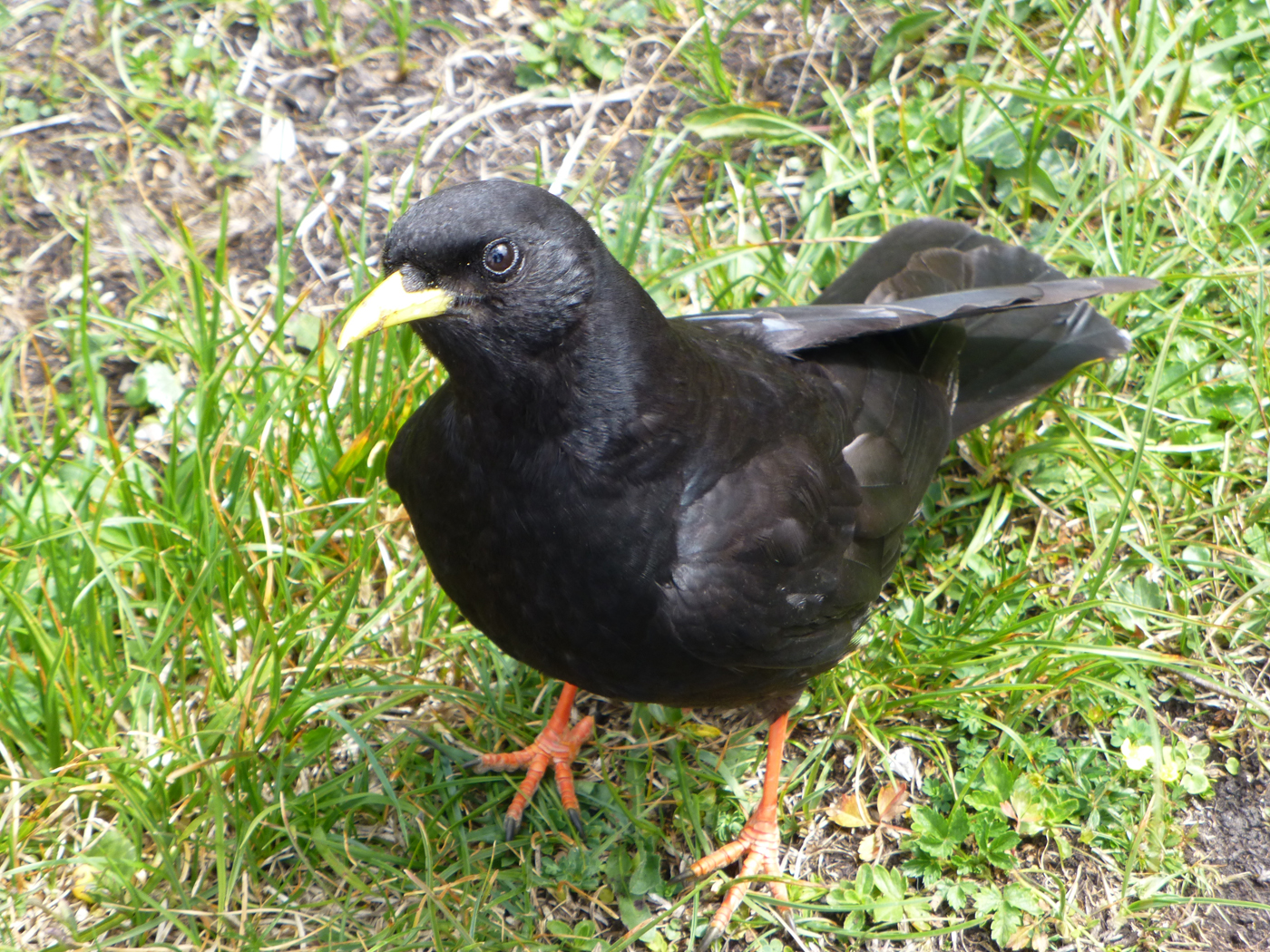  Alpine Chuff 